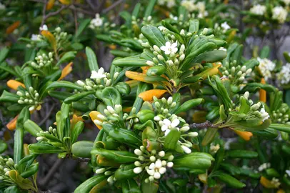 pittosporum-tobira--1