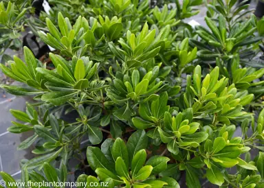 pittosporum-tobira-