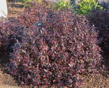 Pittosporum 'Tom Thumb' shrub.