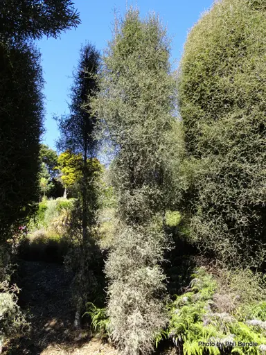 A Pittosporum turneri tree with small, green leaves and a narrow growth habit.