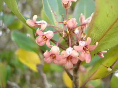 Pittosporum umbellatum pink flowers.