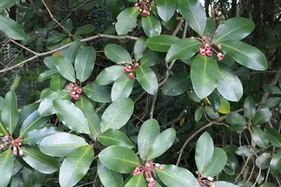 Pittosporum umbellatum foliage.