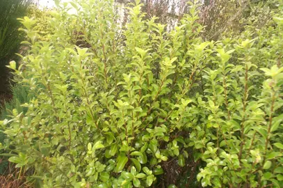Pittosporum 'Waimea' green foliage.
