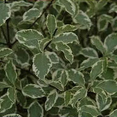 Pittosporum 'Wendle Channon' foliage.