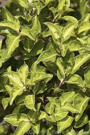 Pittosporum 'Yellow Wave' foliage.