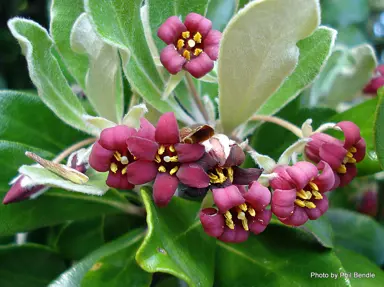 pittosporum-crassifolium-karo-4