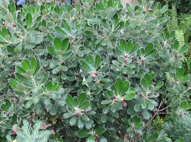 pittosporum-crassifolium-karo-5