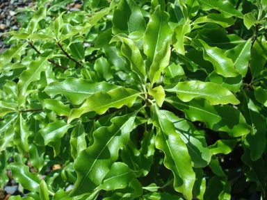 pittosporum-mini-green-