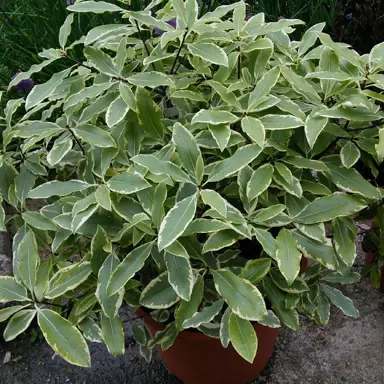 pittosporum-eugenioides-variegatum-1