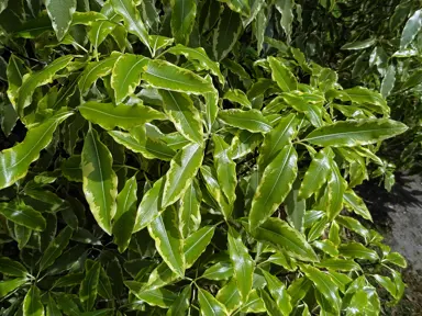 pittosporum-eugenioides-variegatum-minimum-