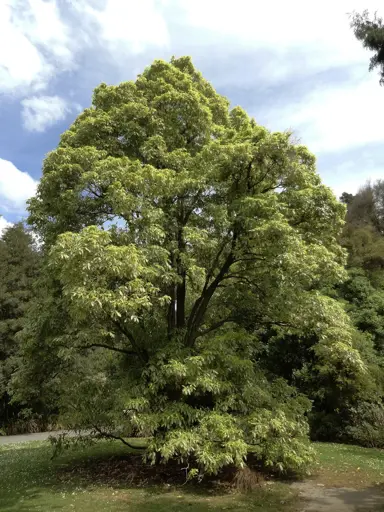 pittosporum-eugenioides-variegatum-minimum-1