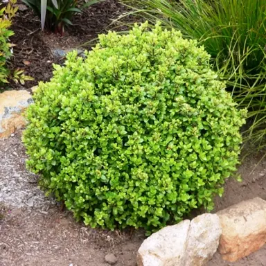 pittosporum-frankies-folly-