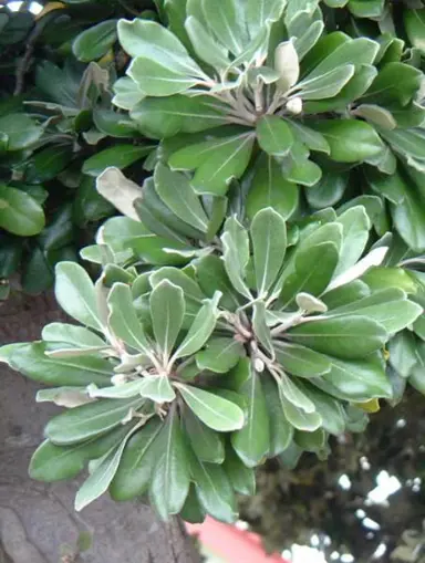 pittosporum-ralphii-6