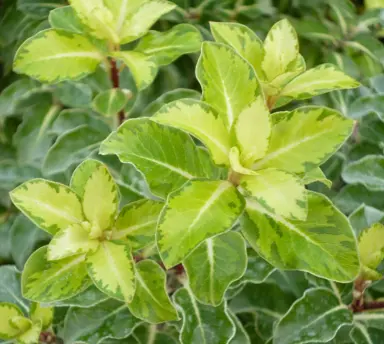 pittosporum-gold-star-