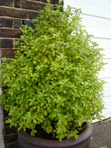 pittosporum-gold-star-1