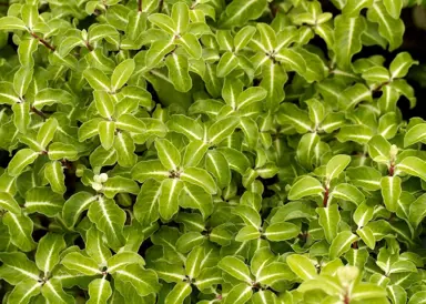 pittosporum-gold-star-2