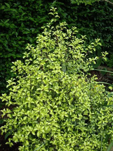 pittosporum-gold-star-3