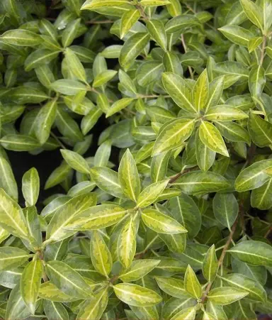 pittosporum-limelight-