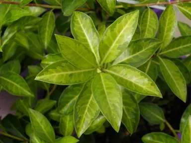 pittosporum-limelight-2