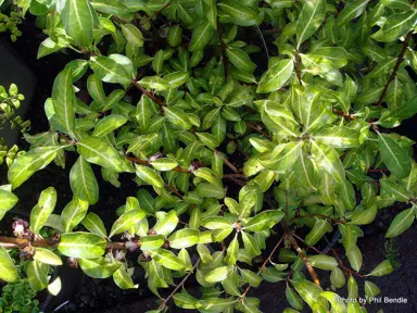 pittosporum-limelight-5