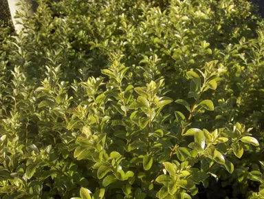 pittosporum-mountain-green-1