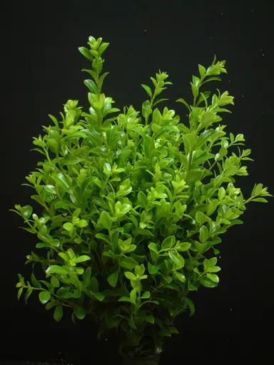 pittosporum-mountain-green-2