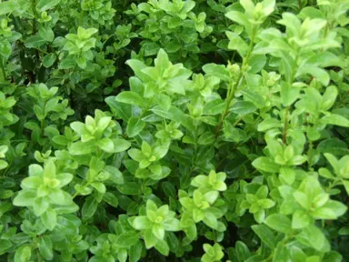 pittosporum-mountain-green-3