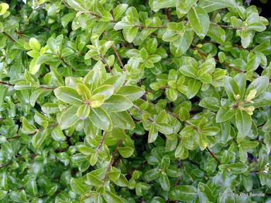 pittosporum-mountain-green-4