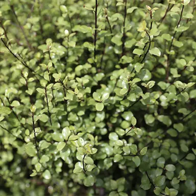 pittosporum-oliver-twist-1