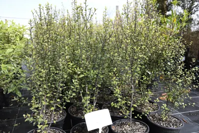 pittosporum-oliver-twist-7