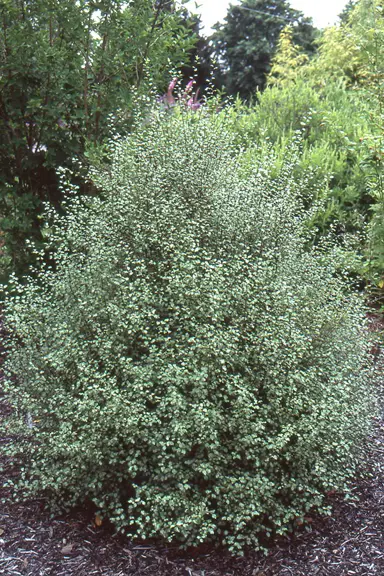 pittosporum-silver-sheen-