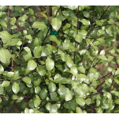 pittosporum-silver-sheen-1