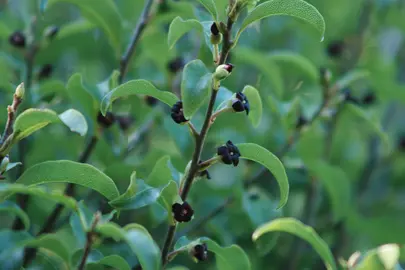 pittosporum-colensoi-1