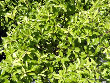 pittosporum-sumo-