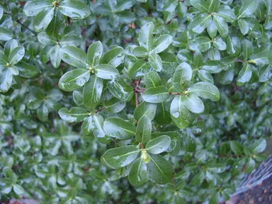 pittosporum-tiki-