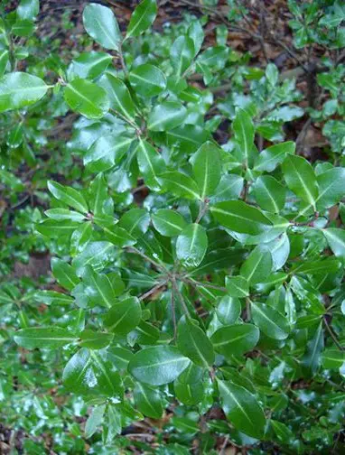 pittosporum-tiki-1