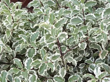 pittosporum-tenuifolium-variegata-4