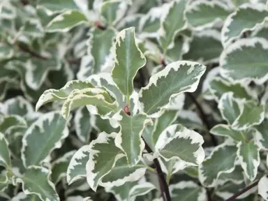 pittosporum-tenuifolium-variegata-5