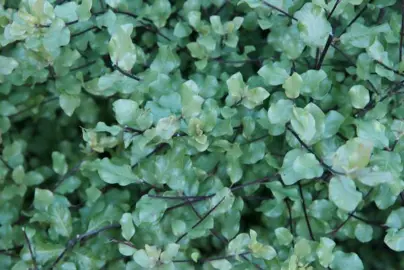 pittosporum-wrinkled-blue-3