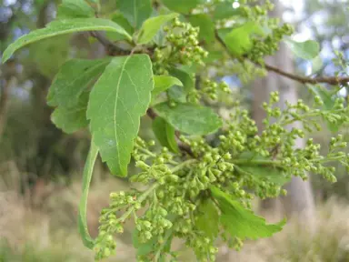 plagianthus-regia-betulinus-