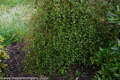 Plagianthus regius foliage on trailling stems.