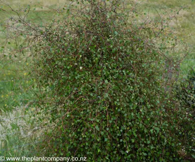 Plagianthus regius plant with small leaves and pendulous stems.