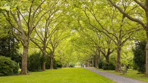 An avenue of Platanus acerifolia (London Plane trees).
