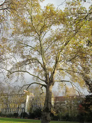 A large Platanus hispanica tree at the end of autumn.