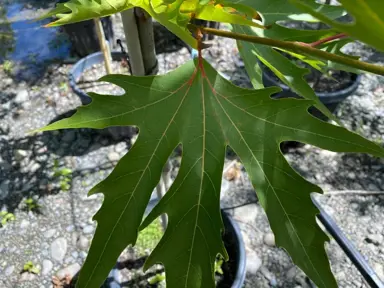 platanus-fitzherbert-2