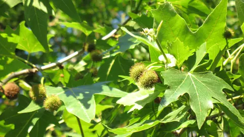 platanus-orientalis-5