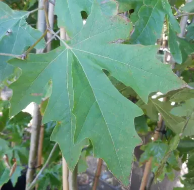 platanus-ace-of-clubs-