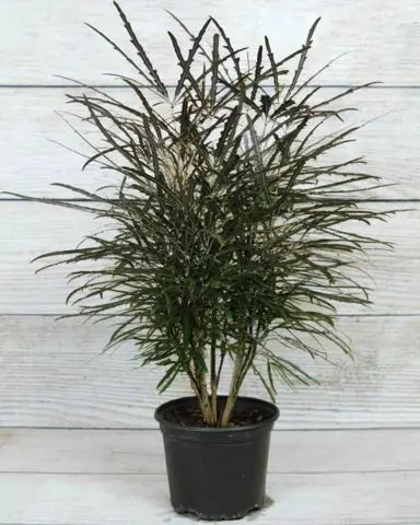 Plerandra elegantissima (False Aralia) plant with elongated brown leaves growing in a pot.