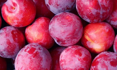 Plum Queen Rosa red fruit.