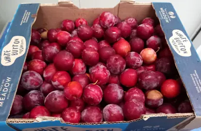Plum Red Doris red fruit.